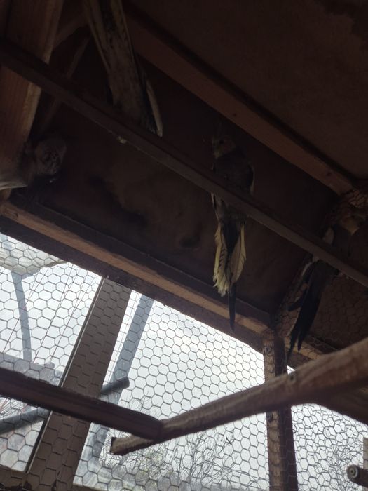 Продавам Корели  90лв