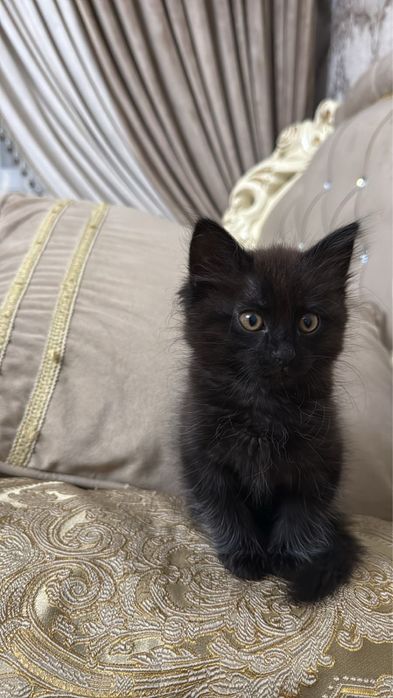 отдам в хорошие руки котенка