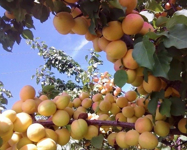 Uzum ko'chatlari Gullar va Mevali daraxt ko'chatlari aniq Sortlardan.