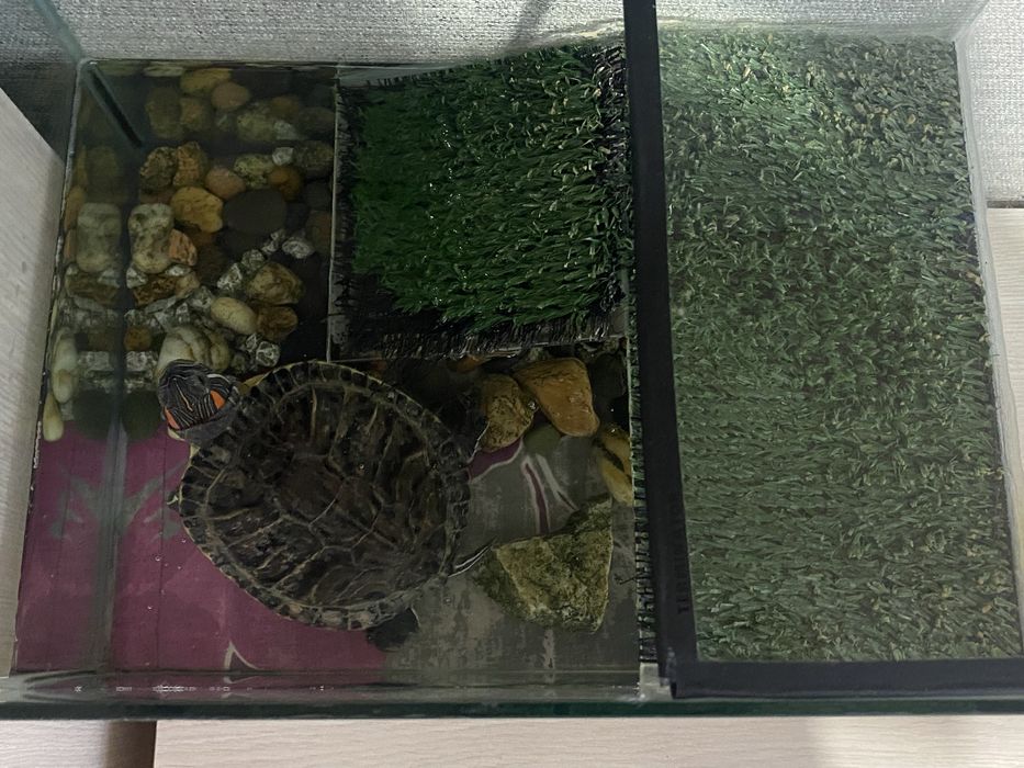 Продам черепаху вместе с аквариумам
