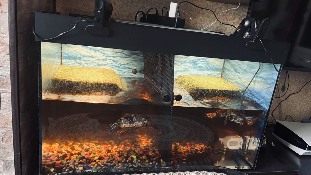 Продам террариум с красноухими черепахами