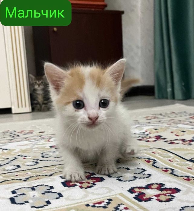 Отдам даром котят