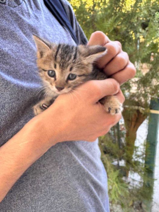 Милый котенок бесплатно даром