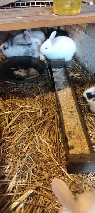 De vânzare iepurași