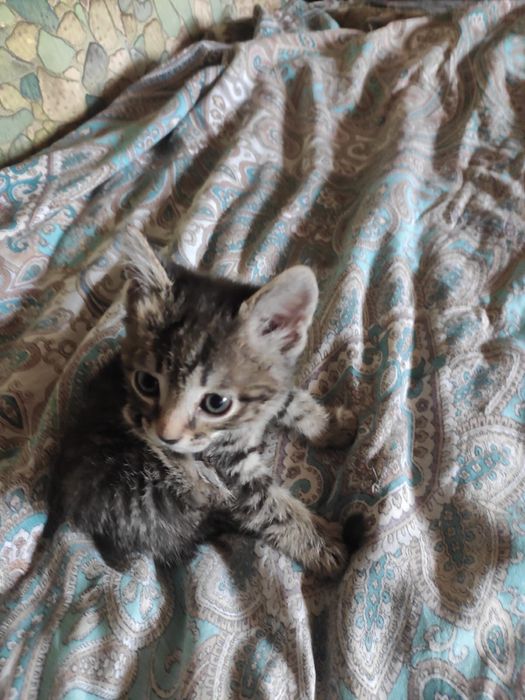 Котенок в добрые руки