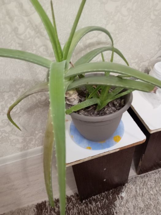 Срочно продам алоэ вера