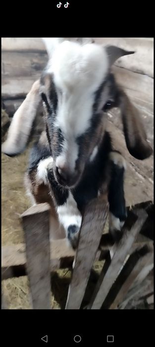 Продам альпо нубийского козла