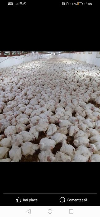 Pui alb de  carne și puii rasa mixta