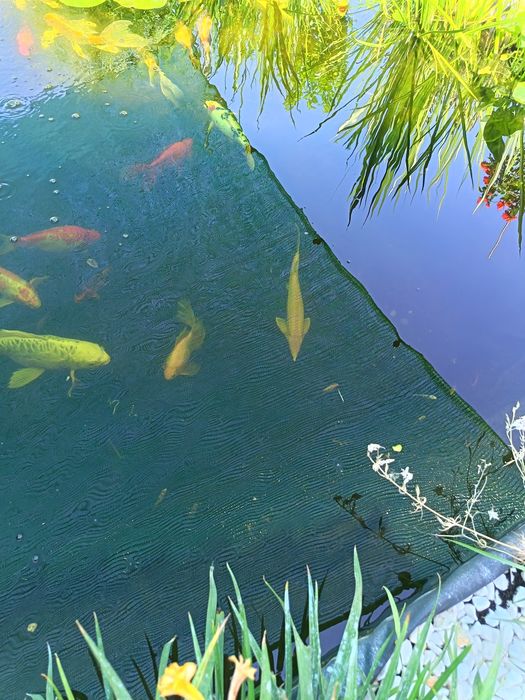 Vând crapi koi mărime 25	~50 cm