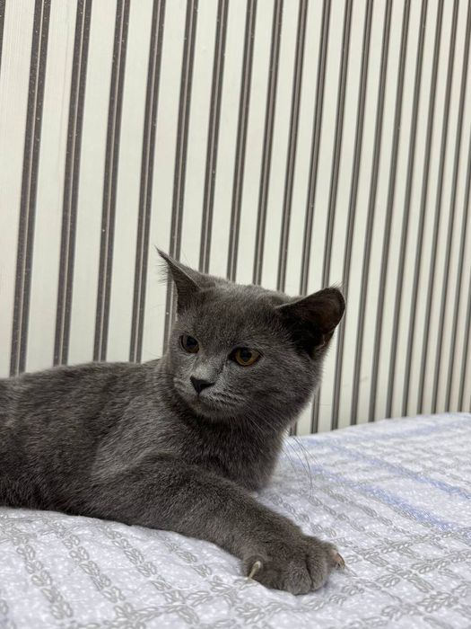 Britan strayt sotiladi