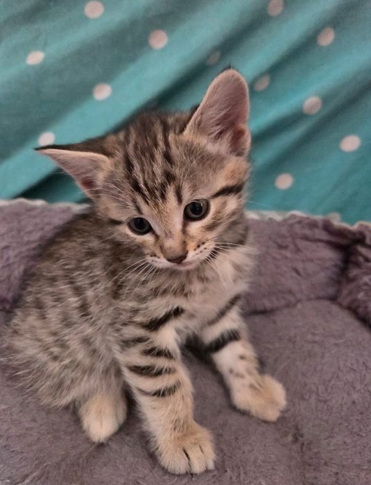 Бесплатно котят в добрые руки