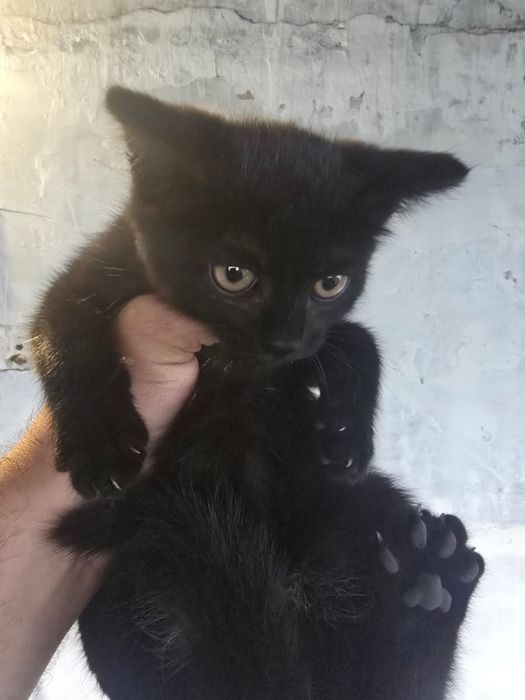 Отдам котят  в хорошие руки