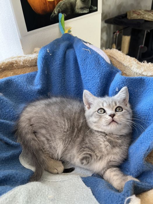 British shorthair fetita