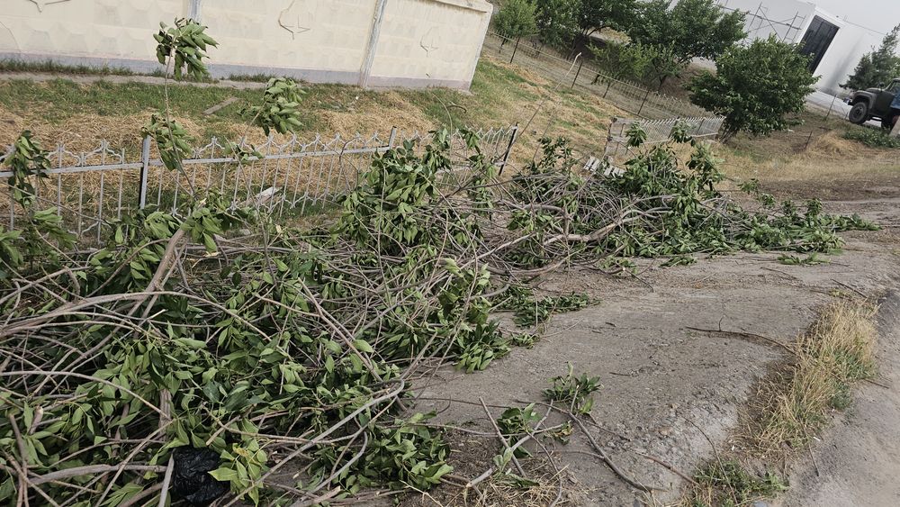 Дрова бесплатно, o'tin bepul beriladi.