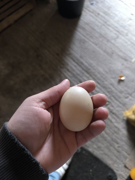 Vând ouă de găină și de rata