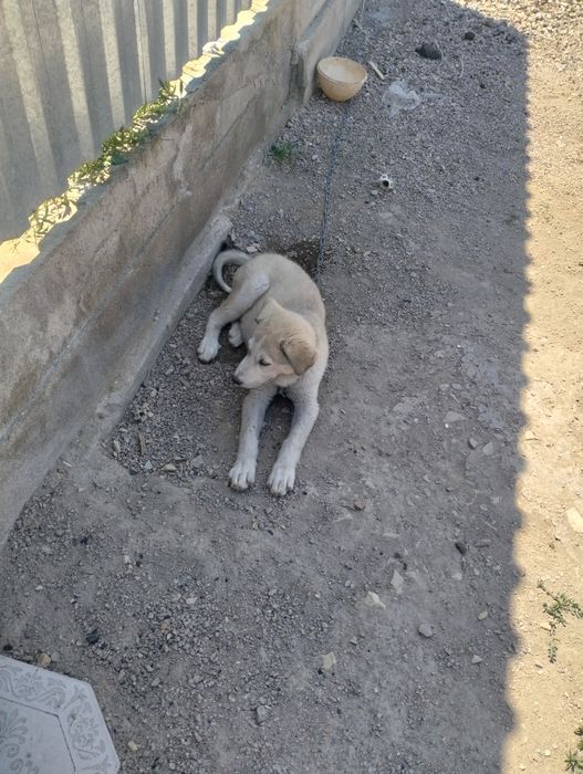 Продам щенка Хаски
