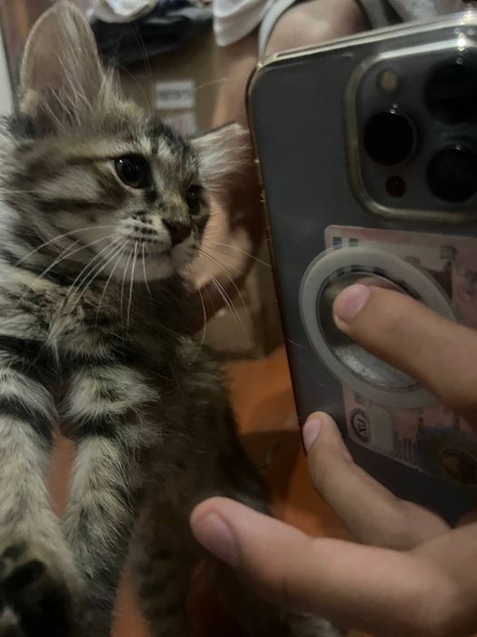 Отдадим в добрые руки