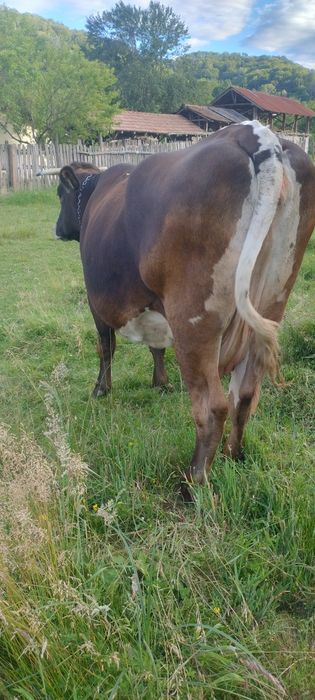 Vaca de vânzare .