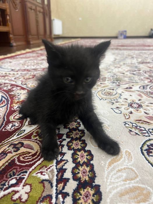 Отдадим даром домашних котят, мальчики и девочки …………………………………………………..