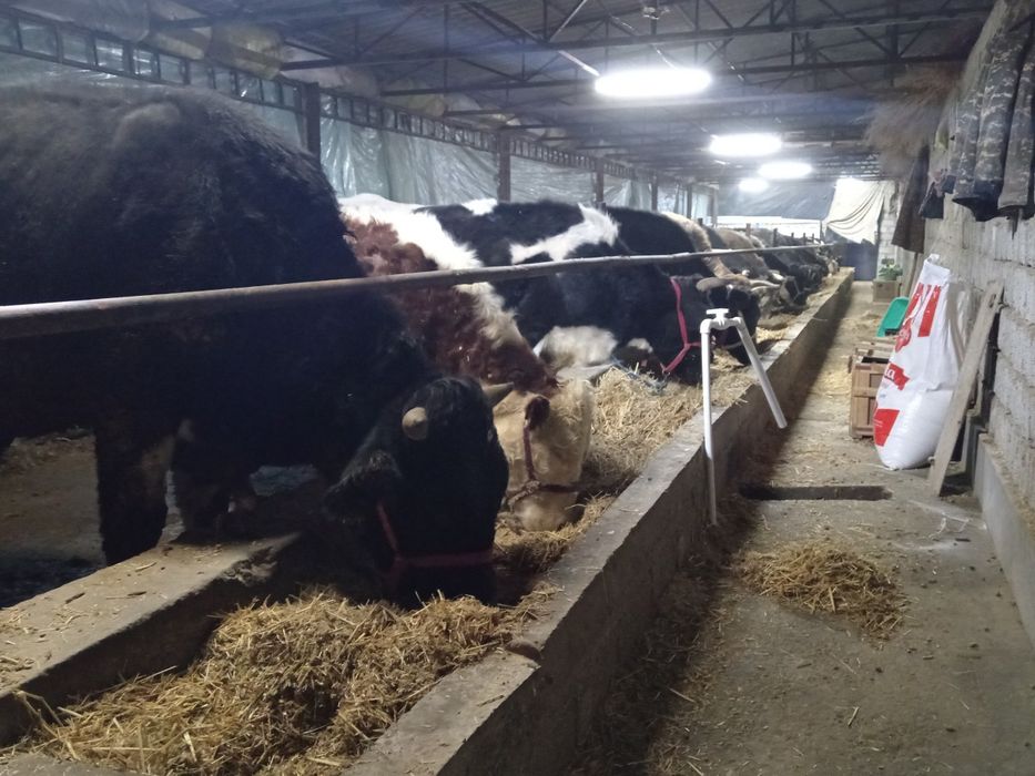 Toq bugoz sgrlar sotiladi