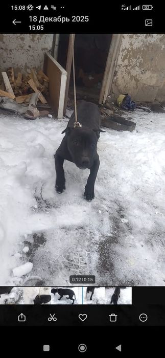 Щенок 4 месяца продам