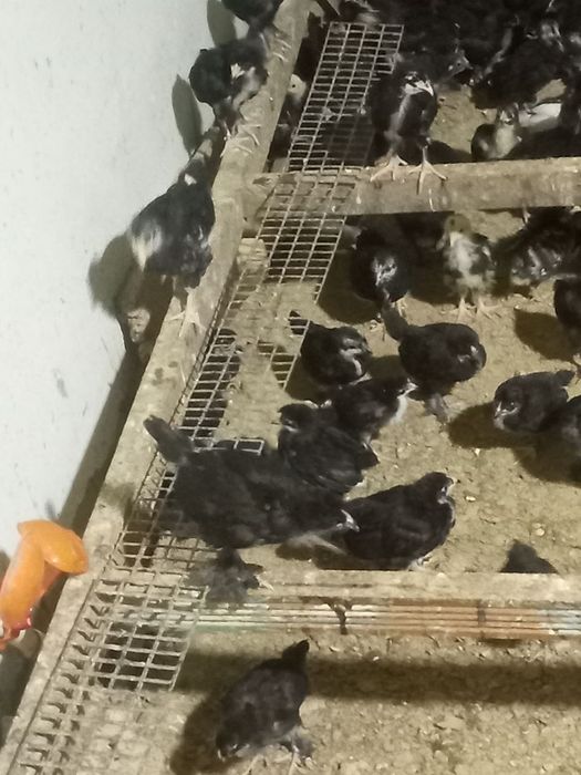 Andijon qora tovuqlari