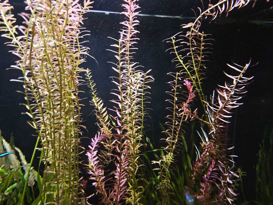 Аквариумнонрастения 10 стръка Rotala rotundifolia 'H'ra'