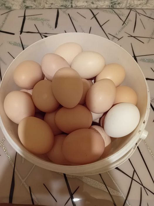 Oua de casa de vanzare