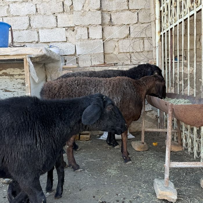 Куйлар сотилади сим жун