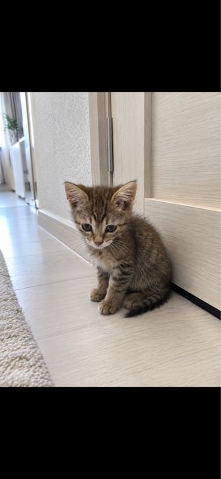 Отдам в добрые  руки котенка мальчик