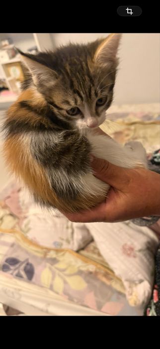 Кошку отдам бесплатно