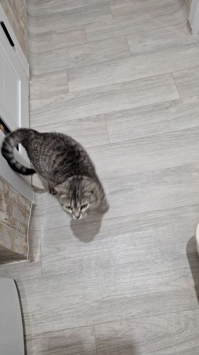 Отдам кошку девочка