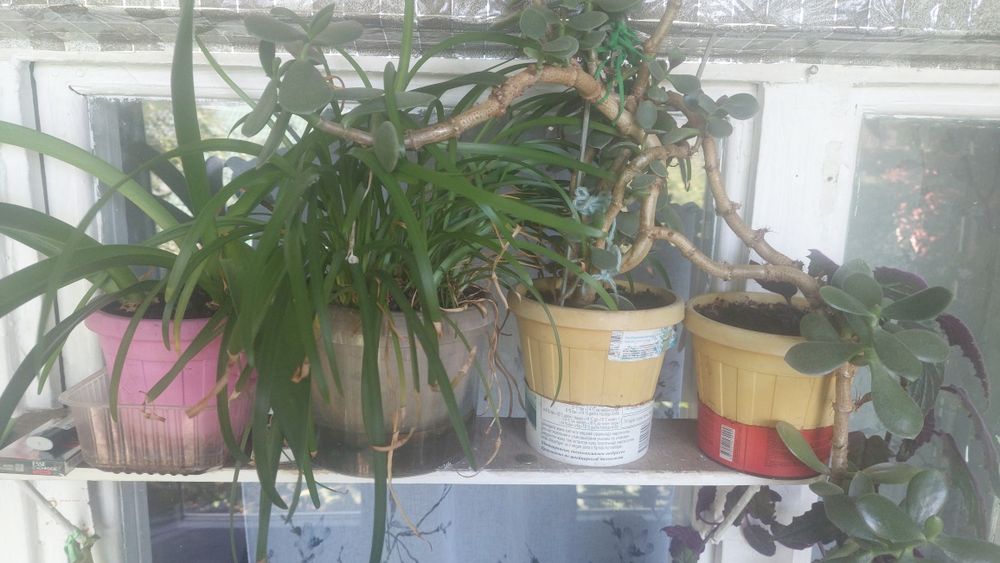 Продам цветы срочно не дорого