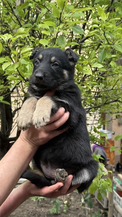 Щенки восточно европейской овчарки