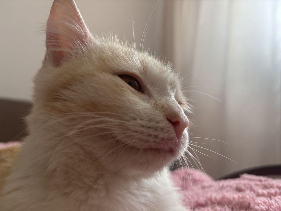 Отдам кота на добрые руки