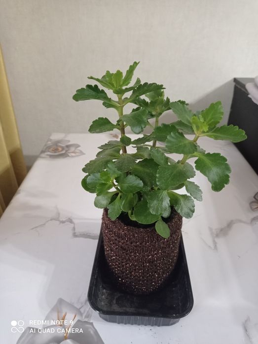 Комнатные декоративные растения.