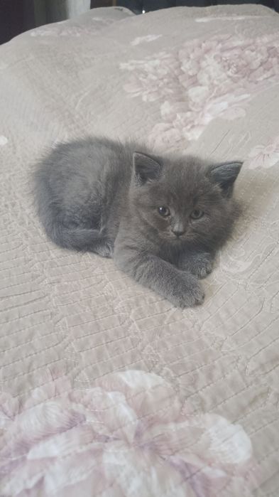 Продается катяты