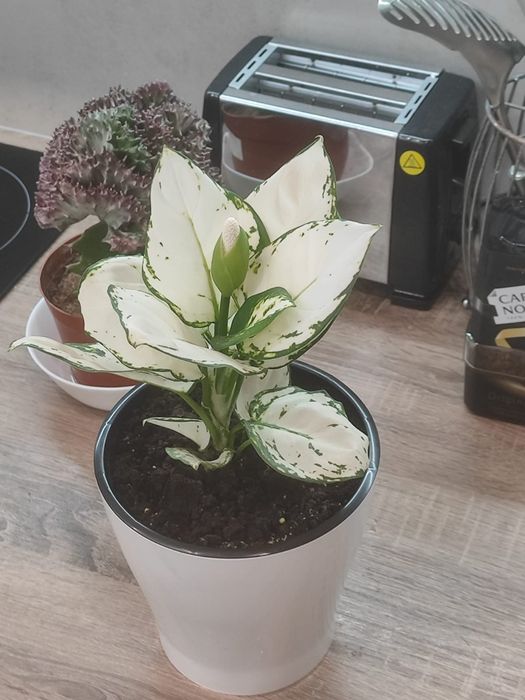 Комнатные растения,