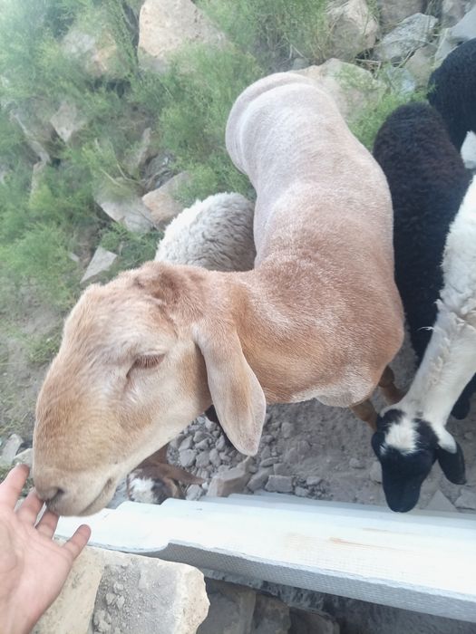 Арашан кучкор зотдор