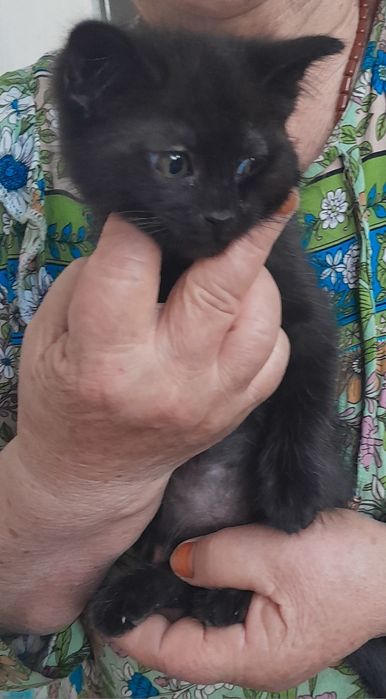 Черненький котенок- отдаем