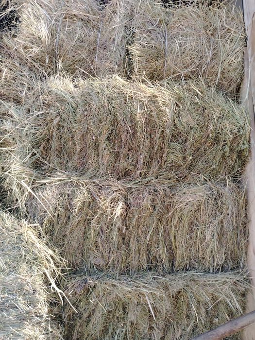 Продается сено, кок шоп сатылады