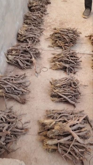 Коврак (Ferula) кочати ва уруги СОТИЛАДИ !