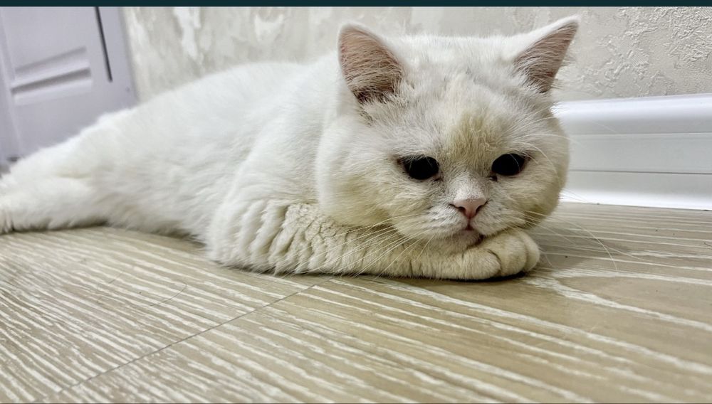 Britansky Gegant mushuk sotiladi