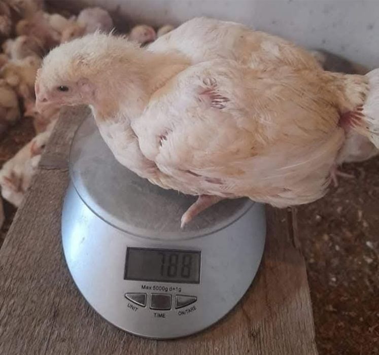 Pui de carne și rasă mixtă