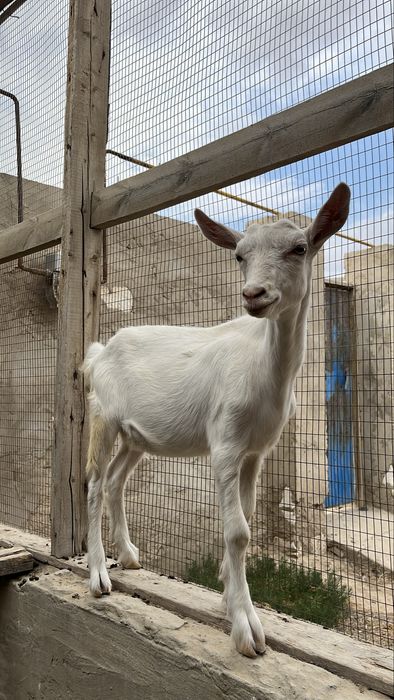 Порно қасқыр миссионерлік