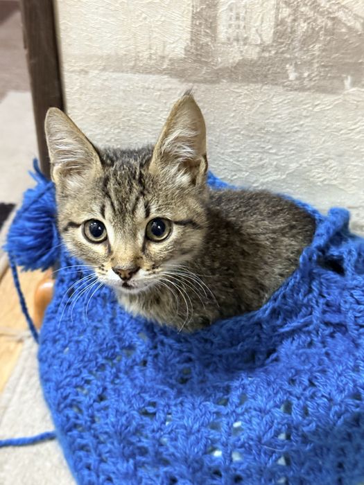 мальчик котенок милый