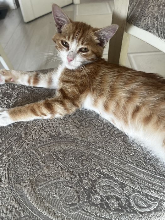 Котенок в хорошие руки