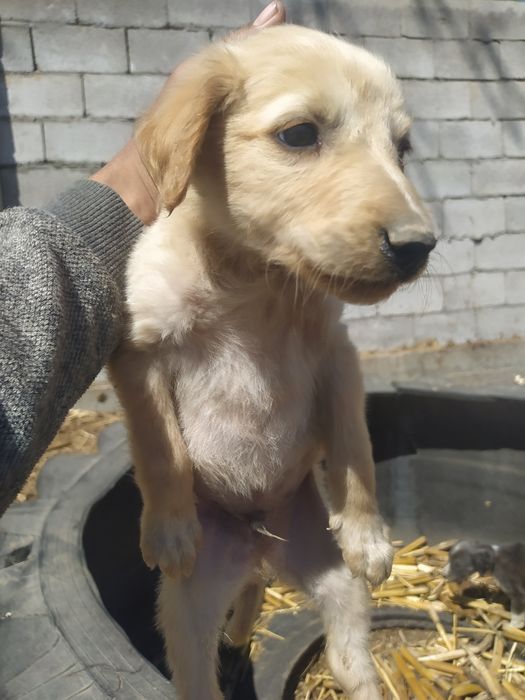 Тазы күшік СТ Шамалған