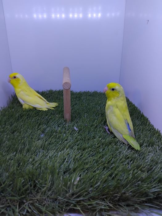 Papagali vrabie(forpus)