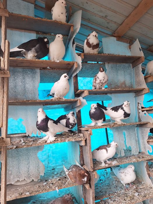 Vand porumbei incaltatii